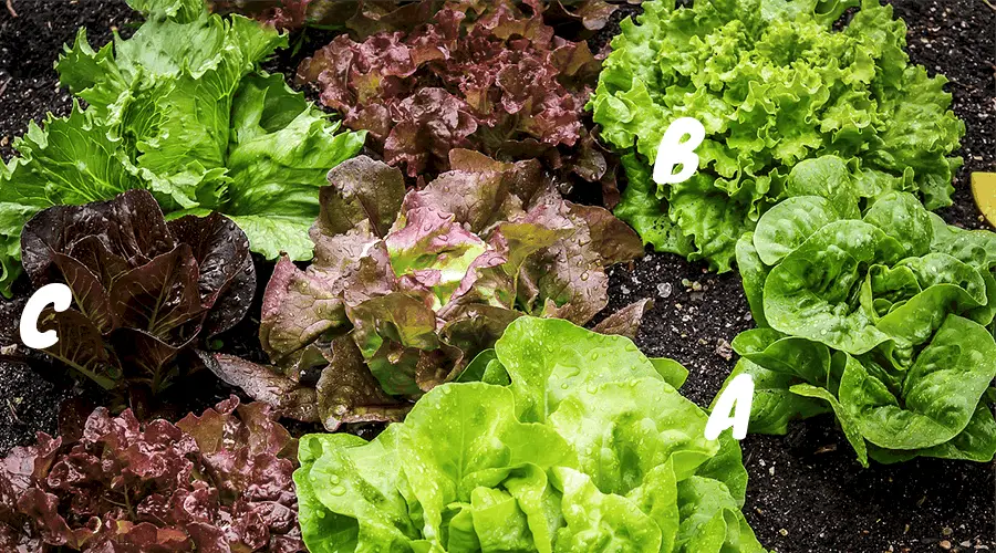 Lettuce-varieties
