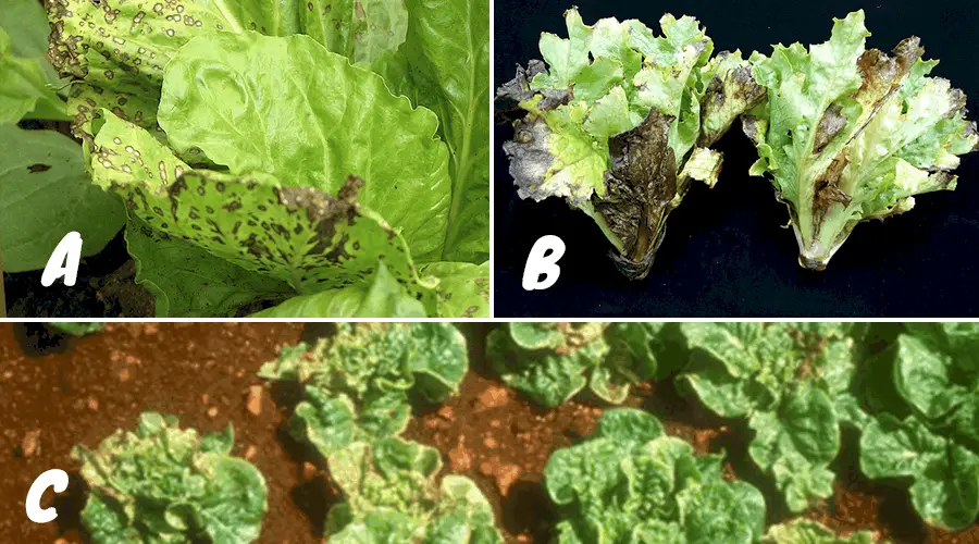Downy mildew Leaf spot Lettuce Mosaic Virus(LMV) Tomato Spotted Wilt Virus(TSWV)