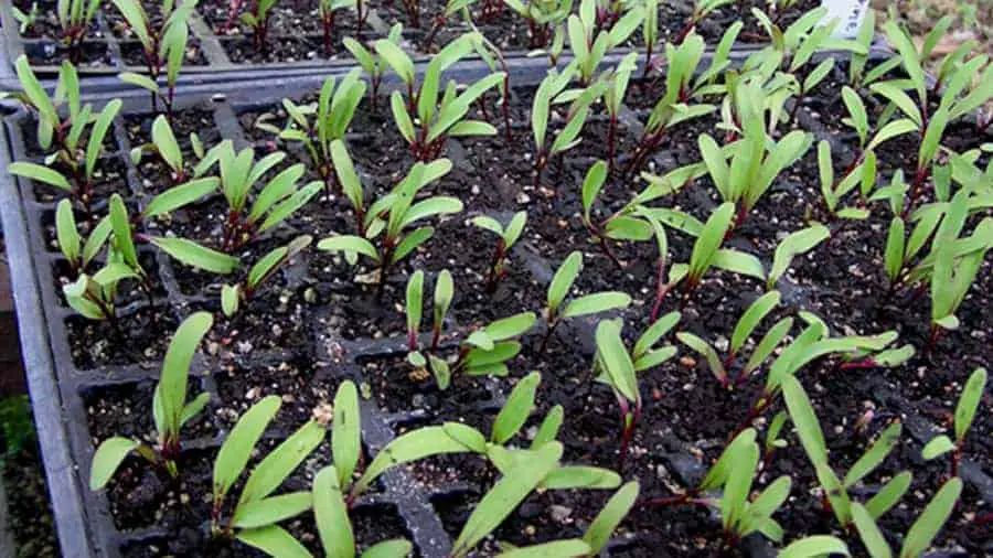 beet seedlings needing thinning