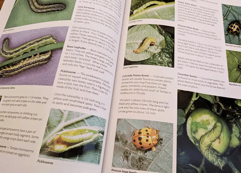 bugs-and-examples-of-imgs-in-VGF
