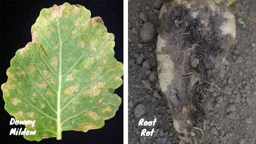 common radish diseases in Florida