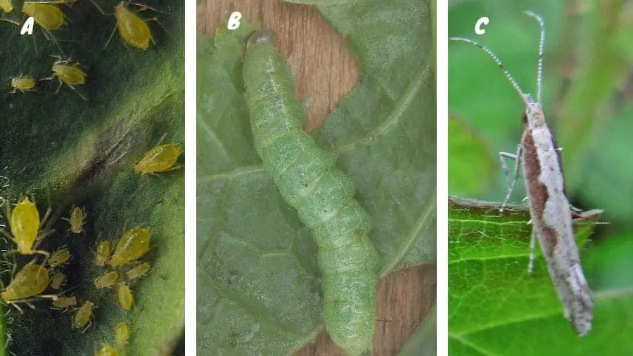 common radish pests