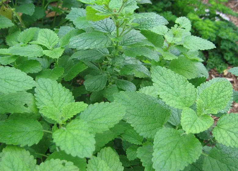 Lemon-Balm