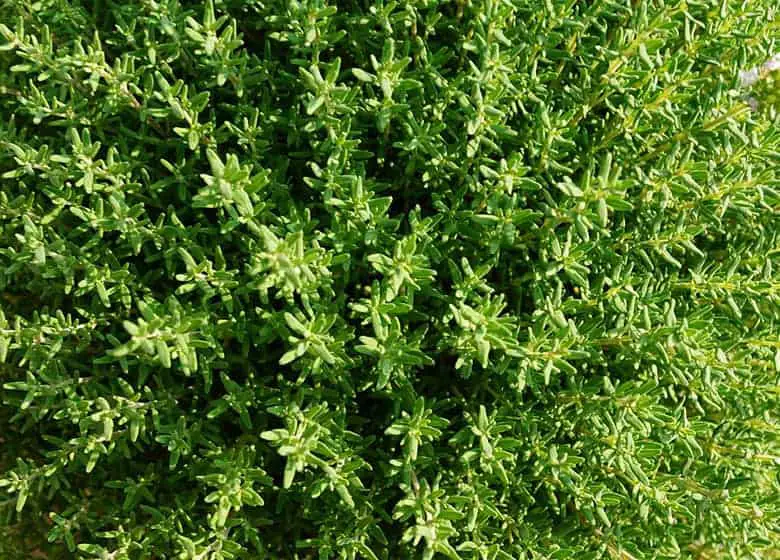 Thyme