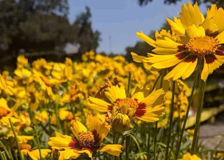 blanket-flower