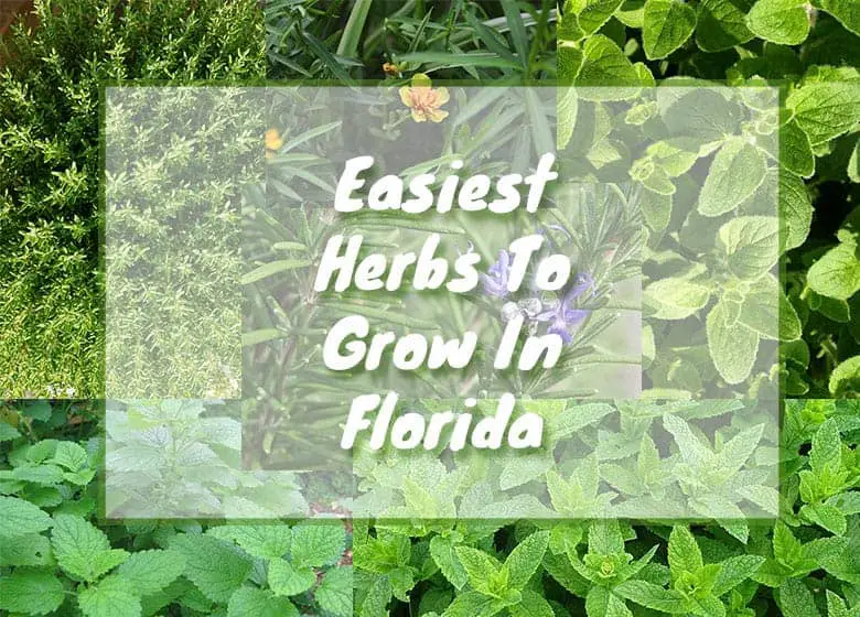 easiest-herbs-to-grow-in-florida