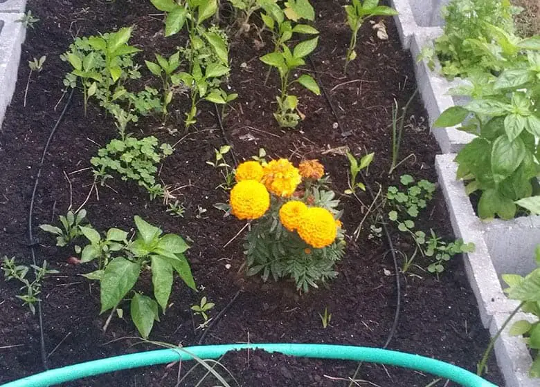 marigolds