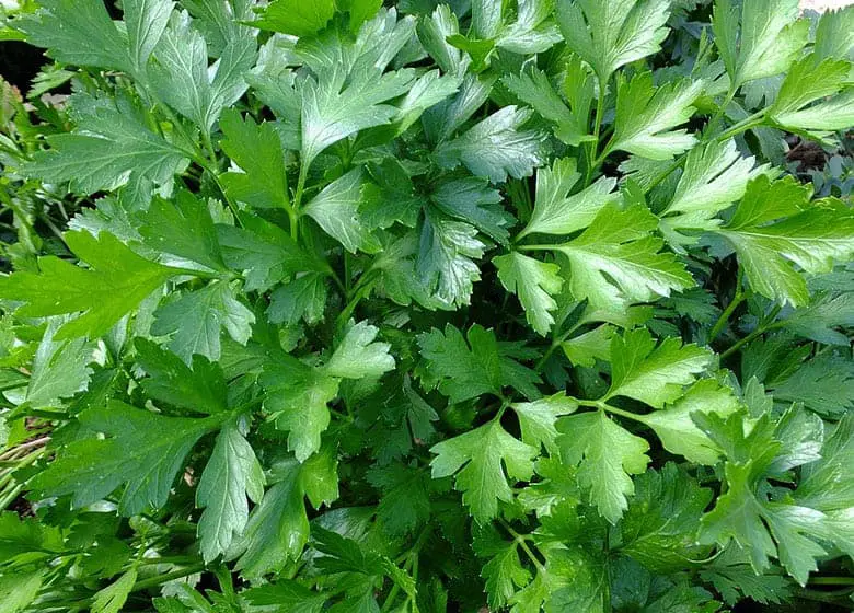 parsley