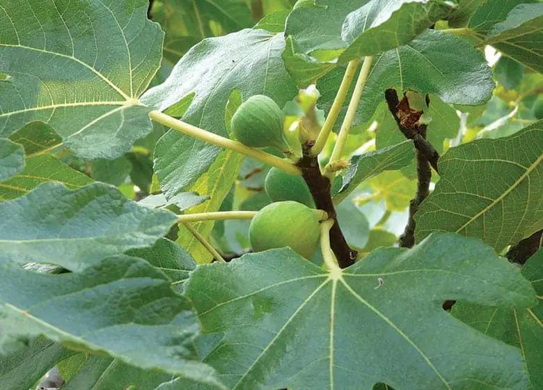 Fig-tree
