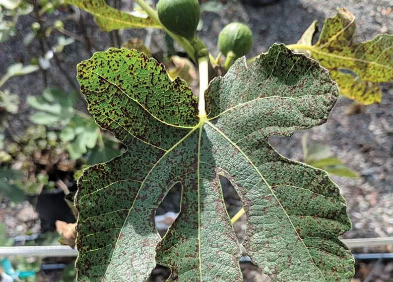 Leaf-rust on fig tree