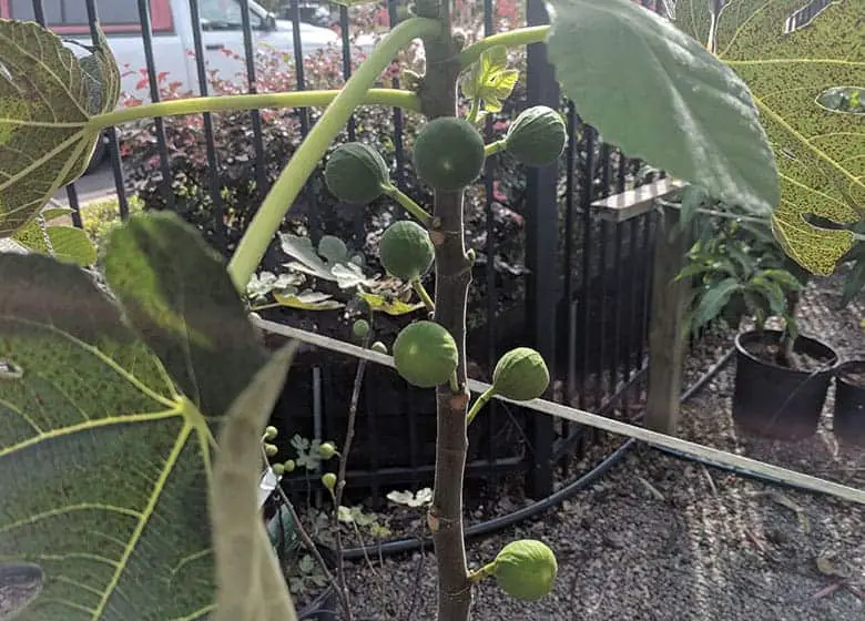 When do fig trees get fruit in florida