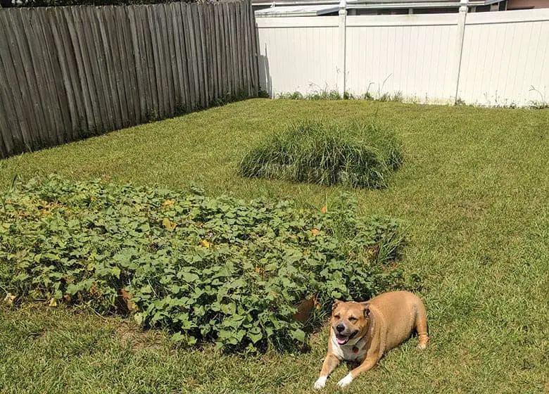 sweet-potato growing wild in Florida