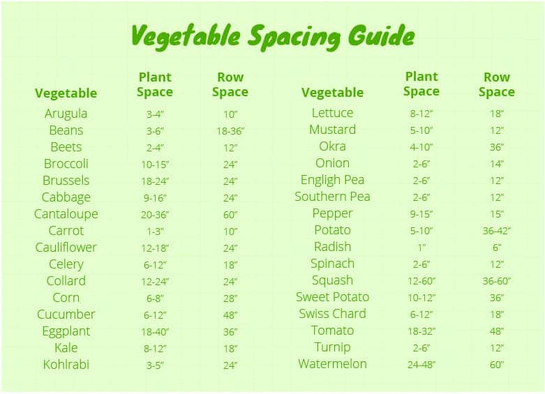 Florida Vegetable Gardening A Complete Beginners Guide