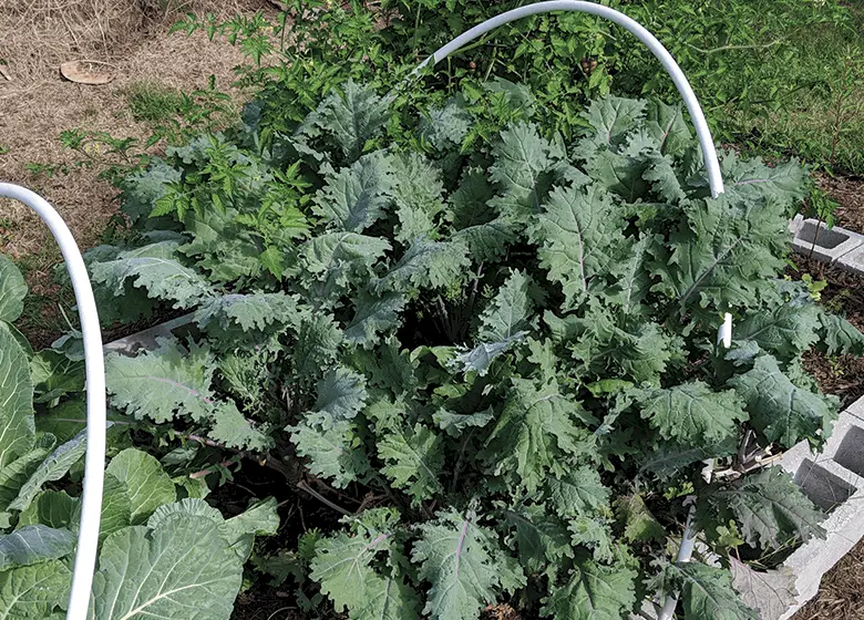 Kale growing in Florida