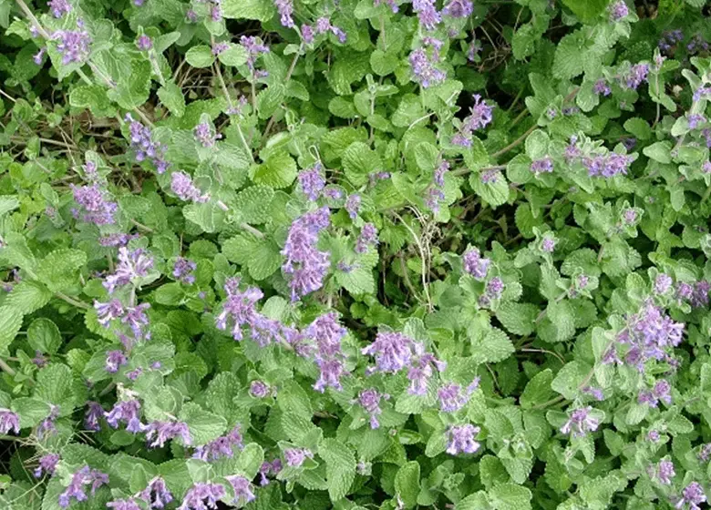 Catnip In Full Bloom