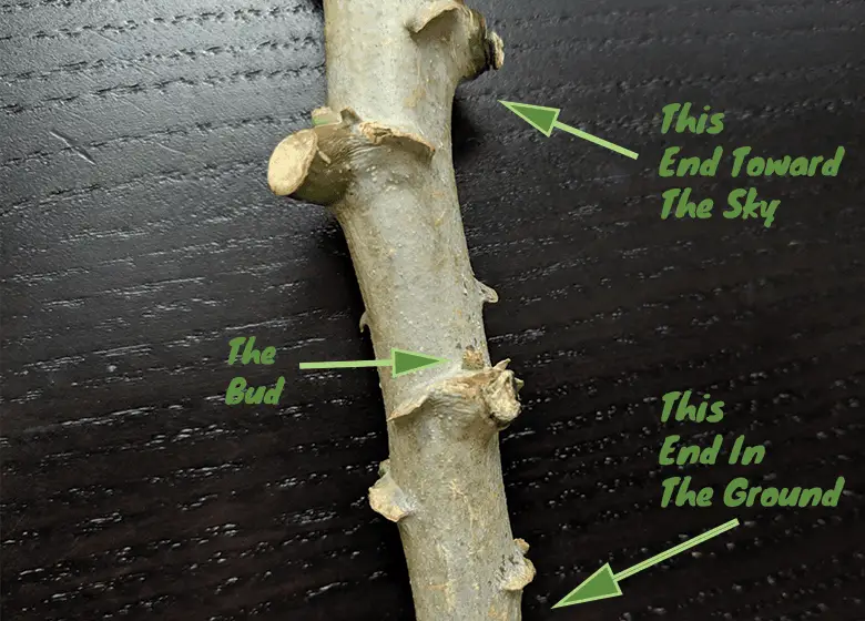 which-end-of-cassava-do-you-plant