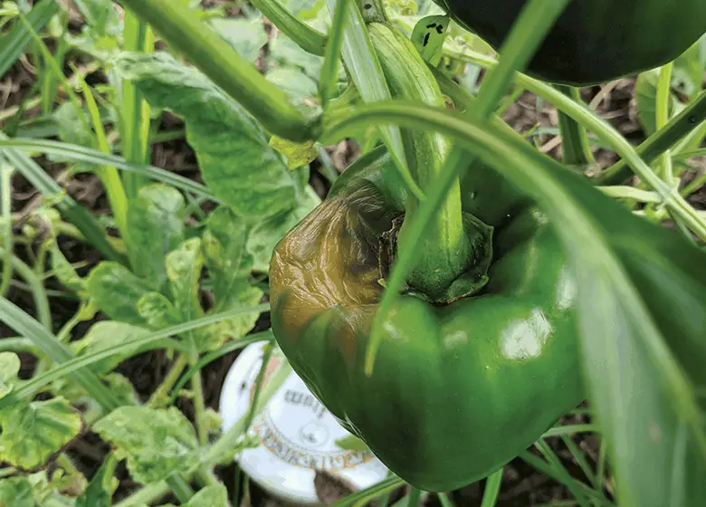 Bell pepper growing failure.
