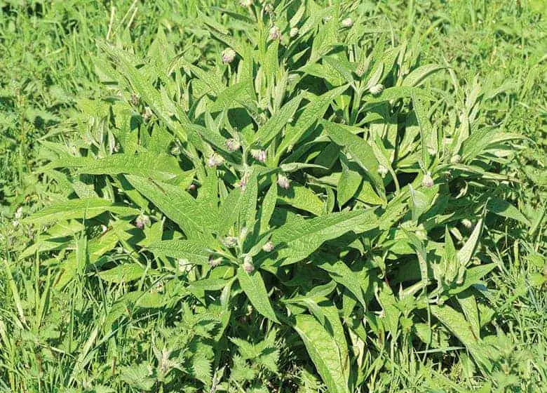 Comfrey growing