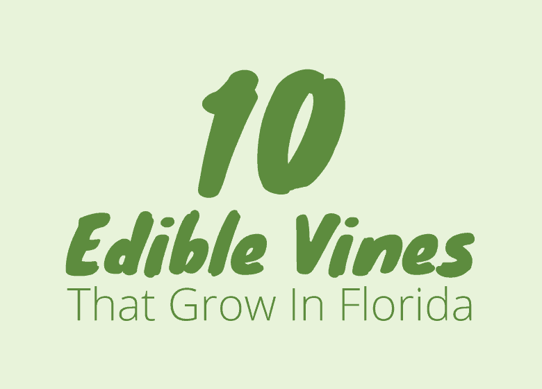 10-edible-vines-that-grow-in-florida