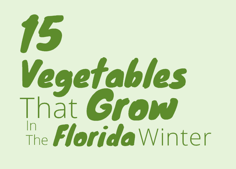 Best Vegetables To Grow During The Florida Winter