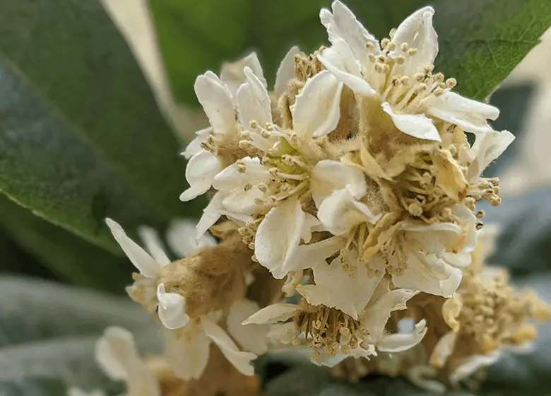 loquat-flowers