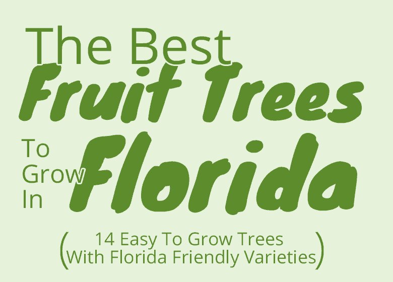 Best-Fruit-trees-for-florida-featured-image
