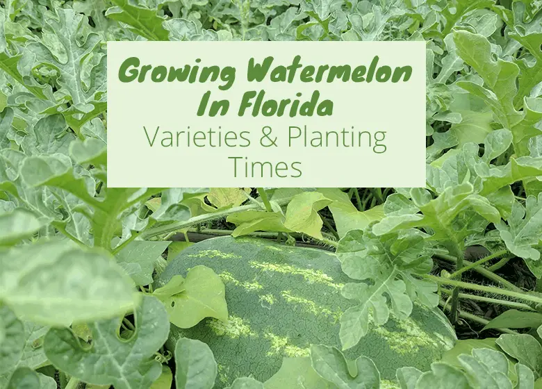 Best Fruits And Vegetables To Grow In Central Florida