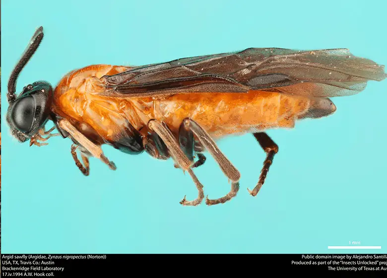 purslane-sawfly