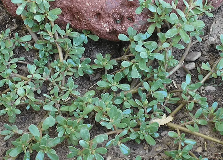 wild-purslane-a-weed