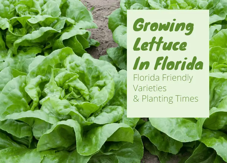 how to grow lettuce in florida