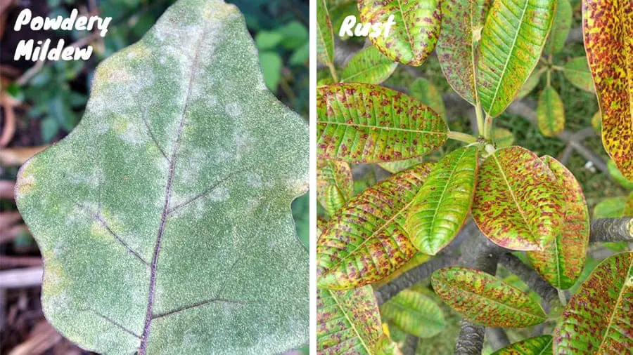 Powdery mildew seen on the left. The rust seen on the right is on a plumeria but it will present the same way in beets.