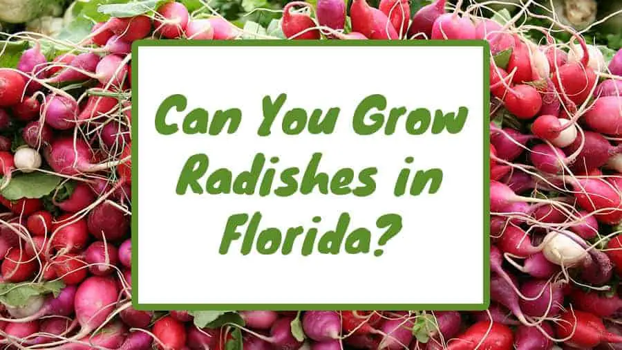can you grow radishes in Florida