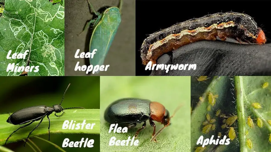Common beet pests.  Leaf miner, Leaf hopper, Armyworm, Blister bettle, Flea beetle, Aphids