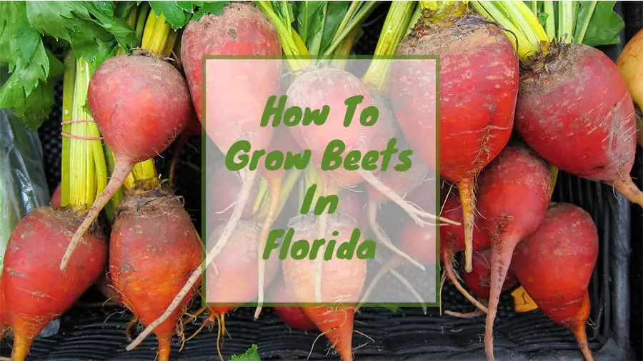 A how to grow beets in Florida