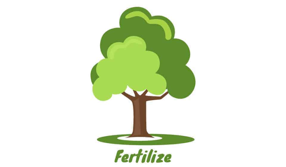Fertilizer-area-for-trees