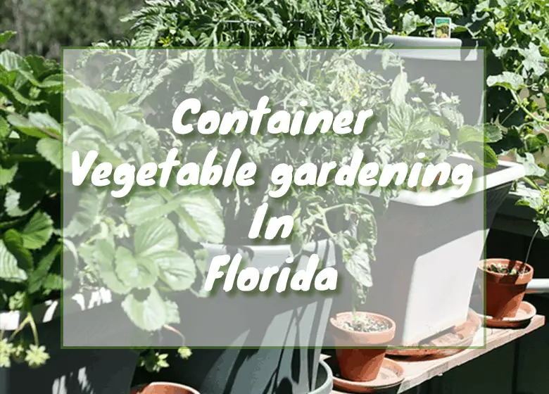 Container vegetable gardening in Florida Fl Gardening