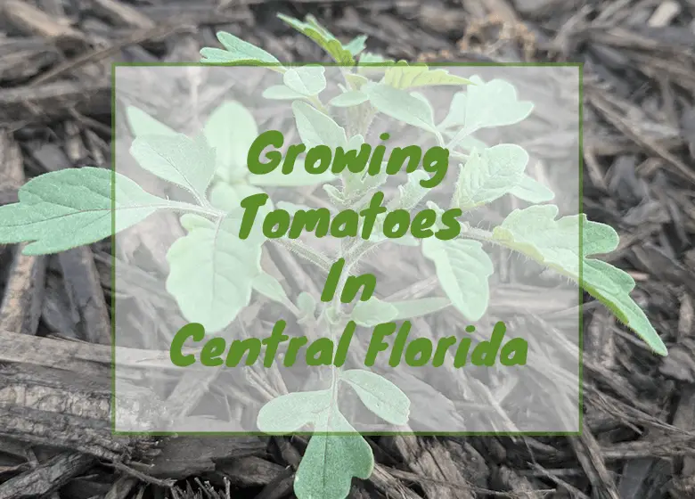growing-tomatoes-in-Central-Florida