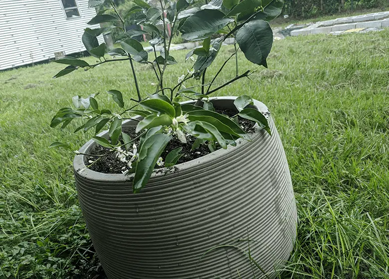 lemon-lime-coacktail-tree-in-a-container