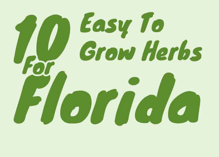 10 Easiest Herbs To Grow In Florida Fl Gardening