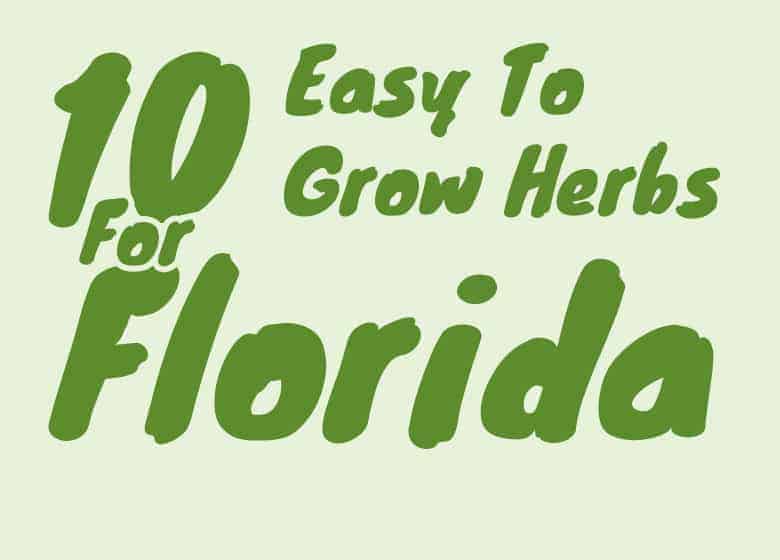 10-easy-to-grow-herbs-for-florida