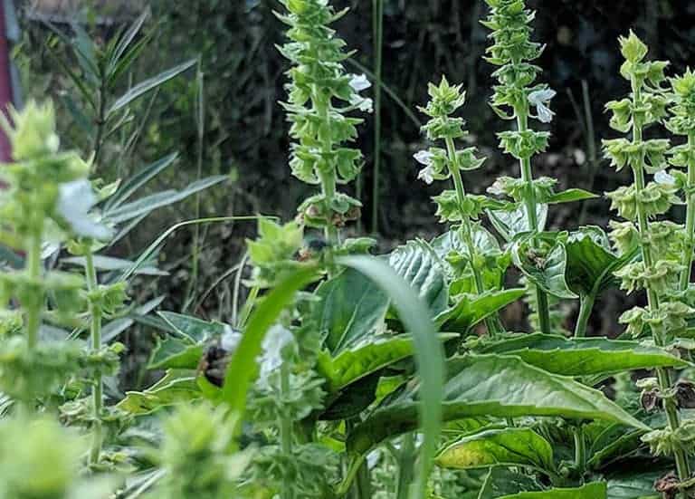 10 Easiest Herbs To Grow In Florida Fl Gardening
