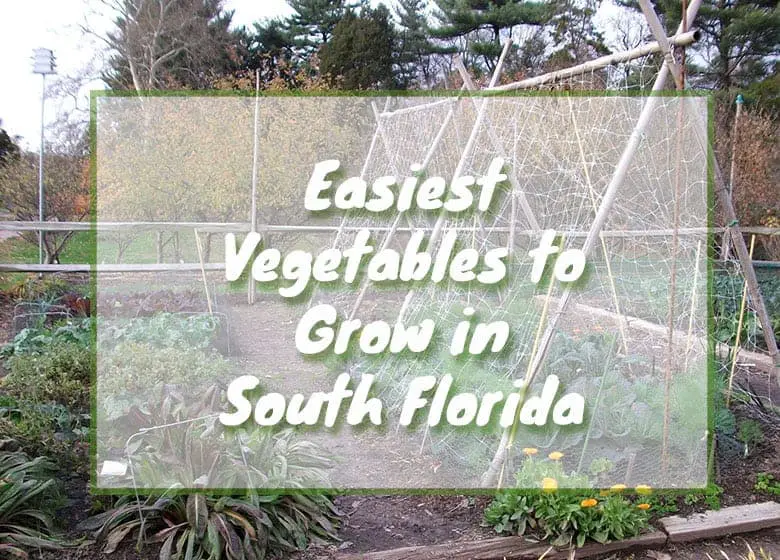 Easiest Vegetables To Grow In South Florida