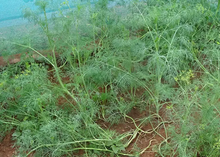 How To Attract Beneficial Insects To Your Florida Garden Fl Gardening