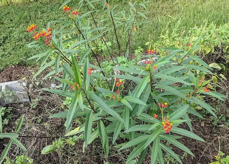 milkweed