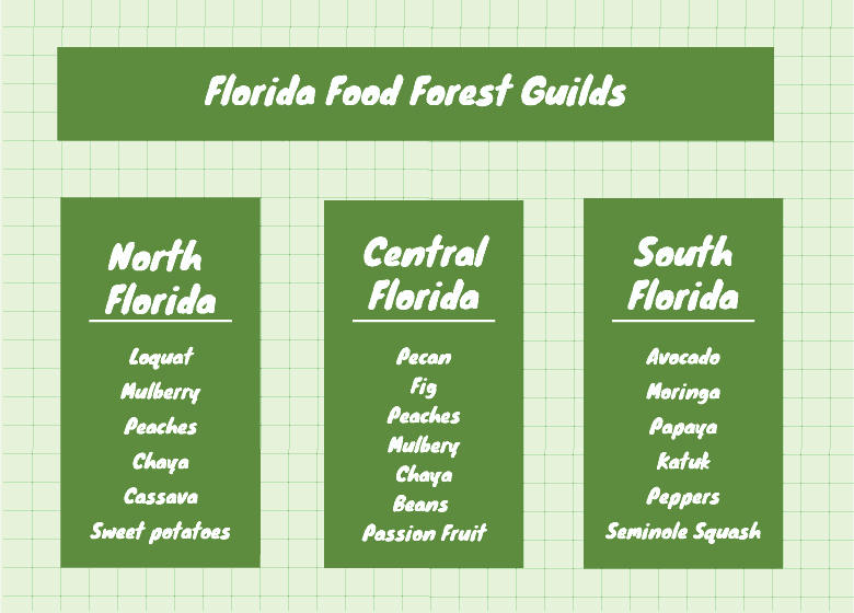 FLorida-food-forest-plant-guilds