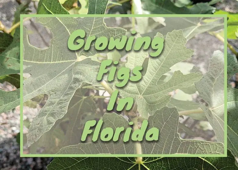 Growing Fig Trees in Florida Fl Gardening