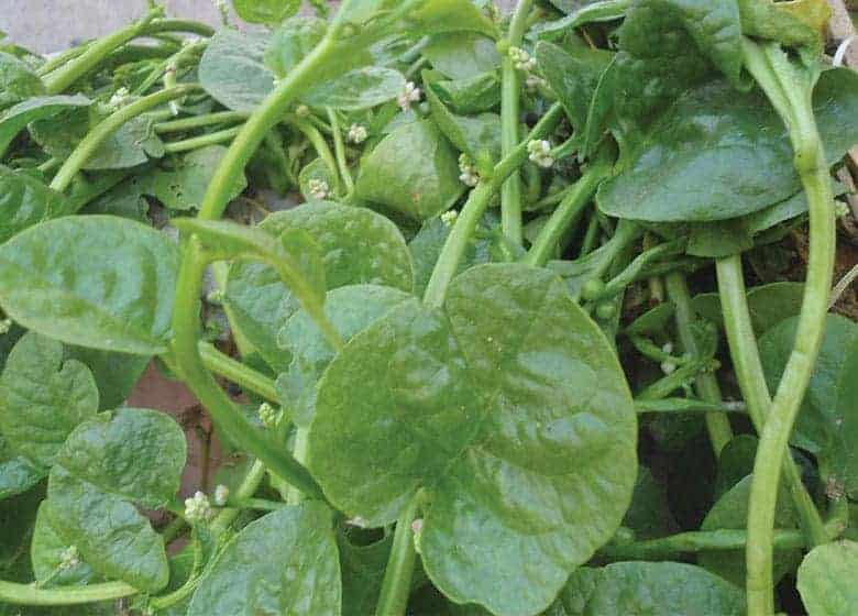 Malabar-spinach