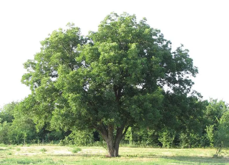 Pecan-tree