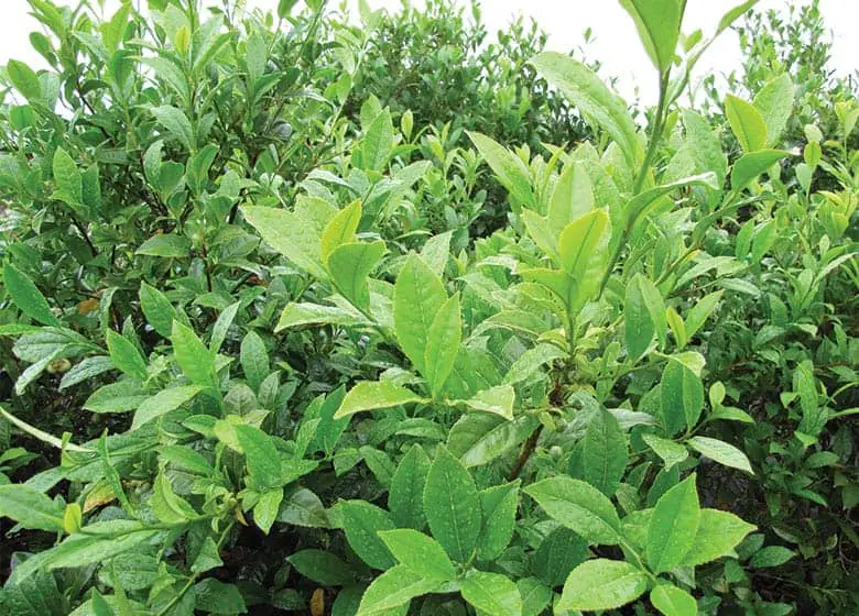 Tea-plant