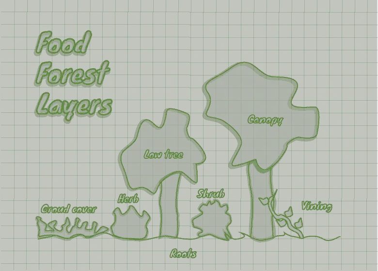 food-forest-layers